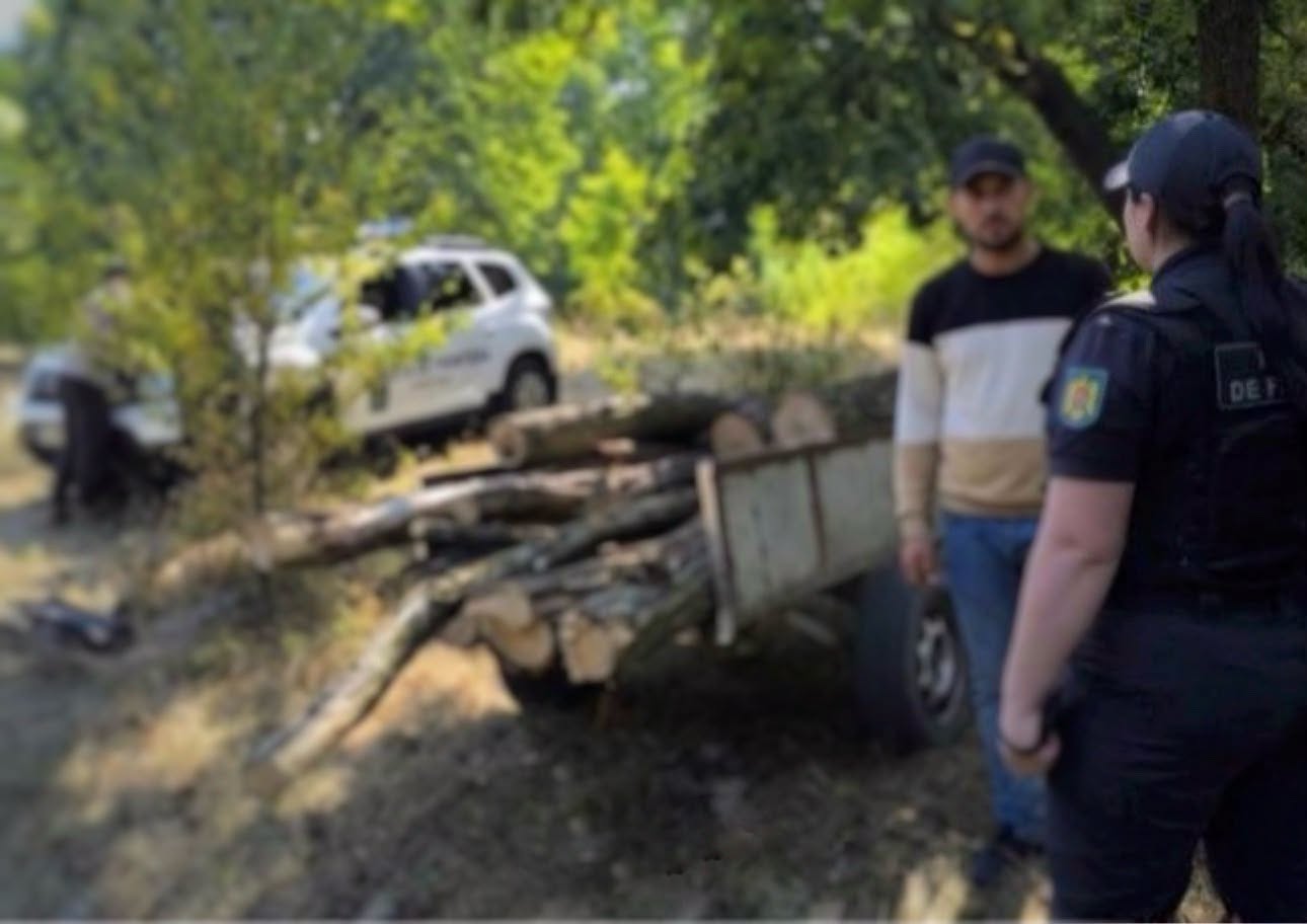 Tăiere ilegală de arbori, semnalată în zona de frontieră din nordul țării