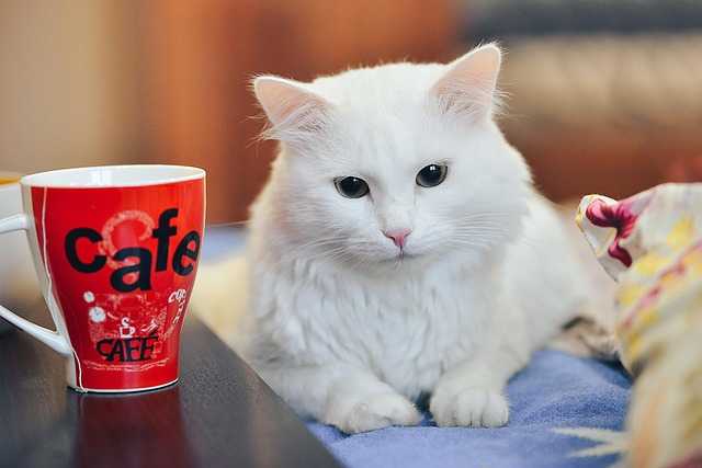 Importurile de cafea ale UE s-au dublat ca valoare în ultimul deceniu. Brazilia și Vietnamul domină piața