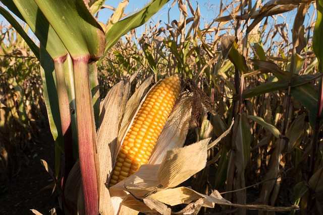 Nouă state UE cer un buget mai mare pentru agricultura europeană din 2028. România, printre semnatare