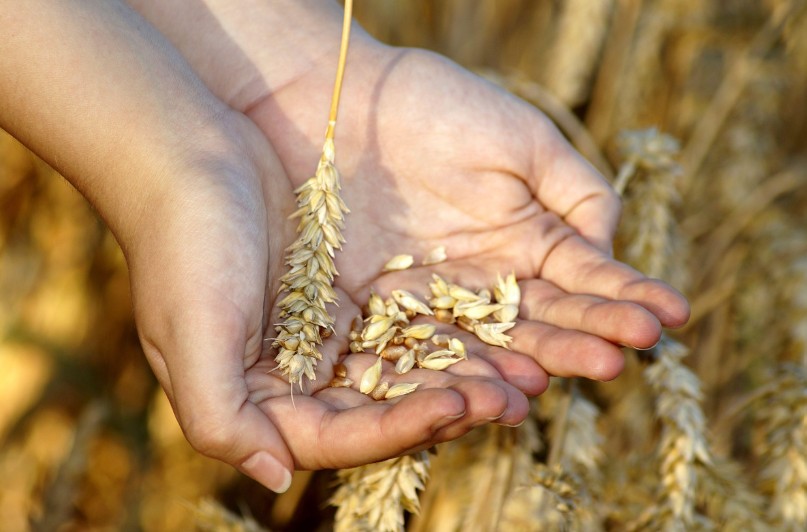 Reforma TVA în agricultură: Grâul, porumbul și floarea-soarelui rămân la 8%, iar orzul și rapița trec la 12%