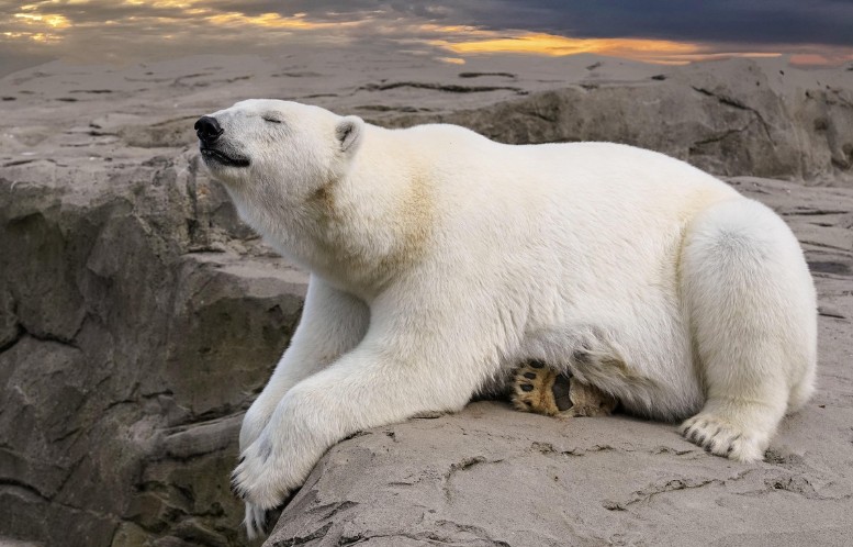 Petrolul și gazele din Arctica, în centrul unei schimbări de strategie la Bruxelles